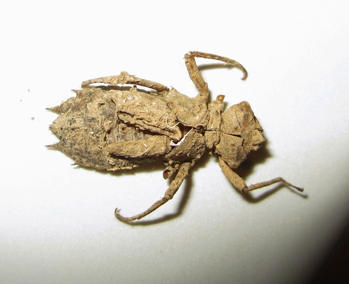 Exuvia
May 2012  Floyd